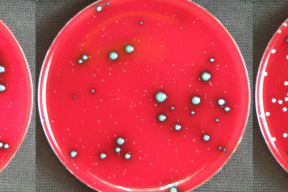 Combo_plate2
