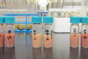Mouse_liver_in_vials